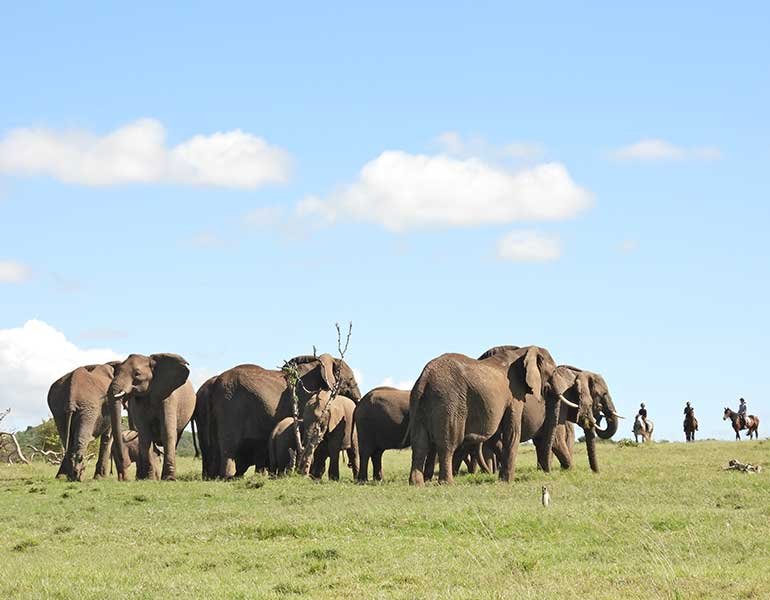 safari tours