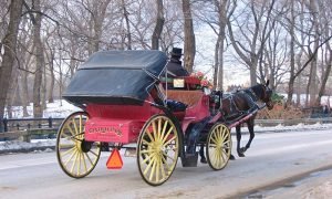 Central Park Private Horse Ride New York City