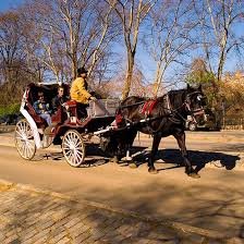 Private horse and carriage ride in central park