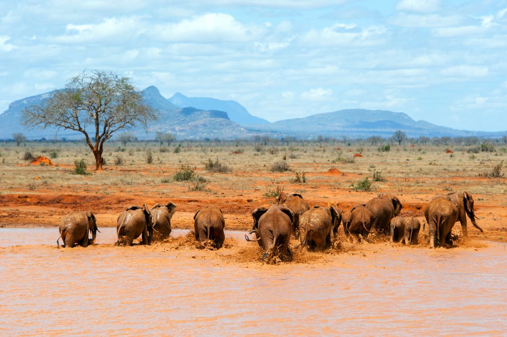 African Safari