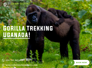 Gorilla Trekking