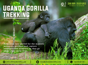 Gorilla Trekking