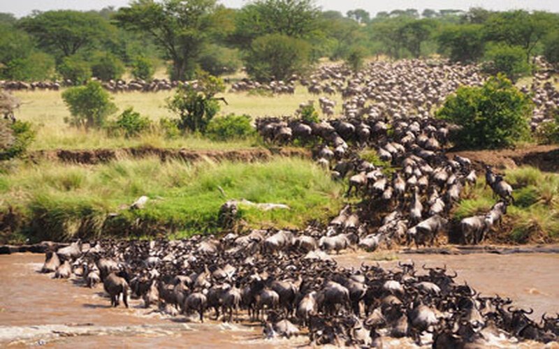 migration safari