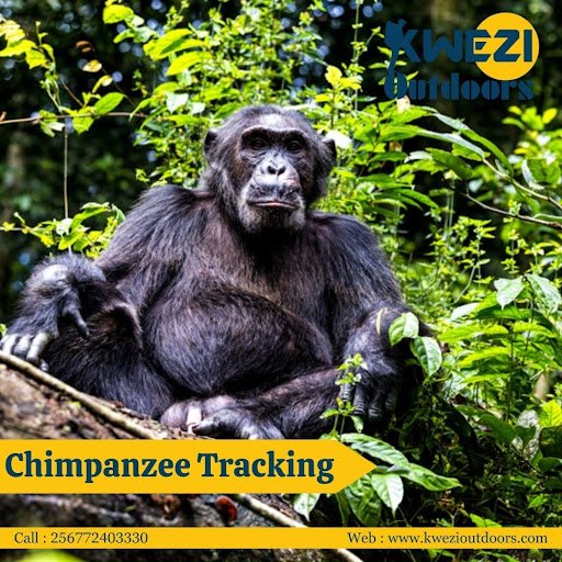 Chimpanzee Tracking tours