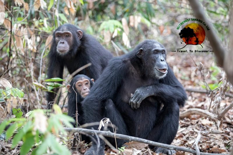 Chimpanzee Trekking Safaris