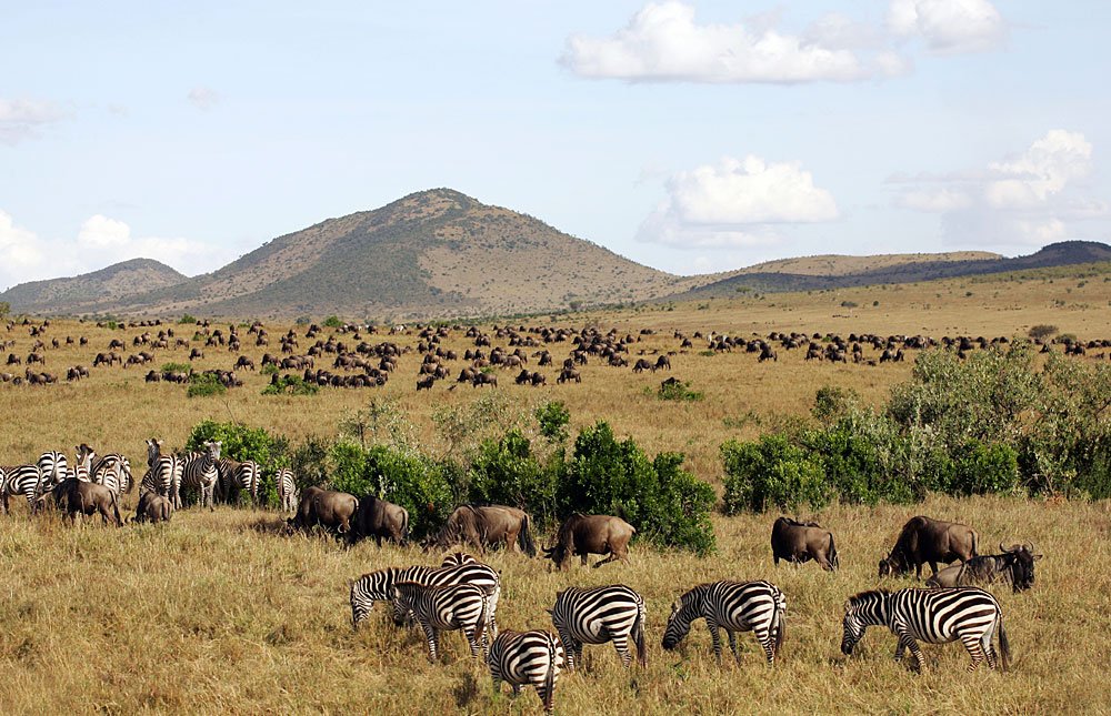 budget Masai Mara safari