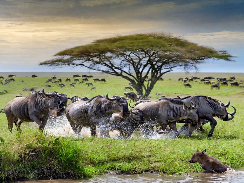 6-Days-Ndutu-Migration-Calving-Safari-tanzania