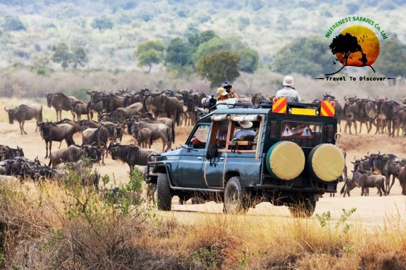 Kenya Wildlife Safari Adventure