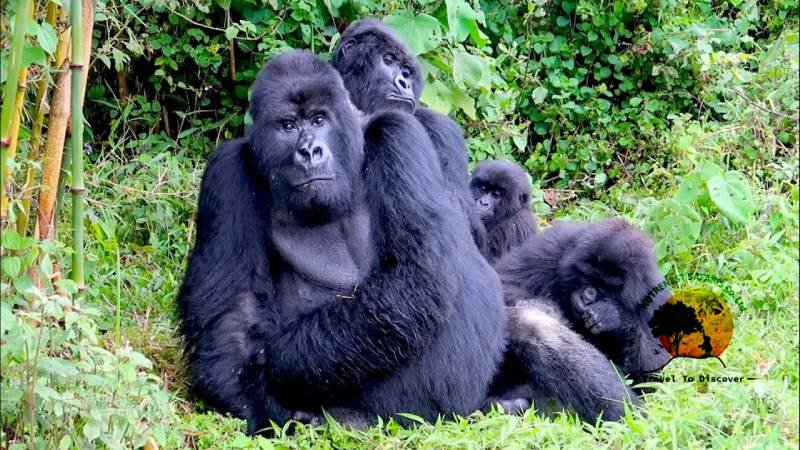 Rwanda Gorilla Safari Tours