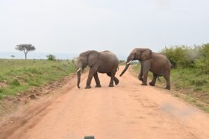 African Safari in Kenya