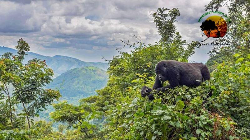 Bwindi Impenetrable National Park