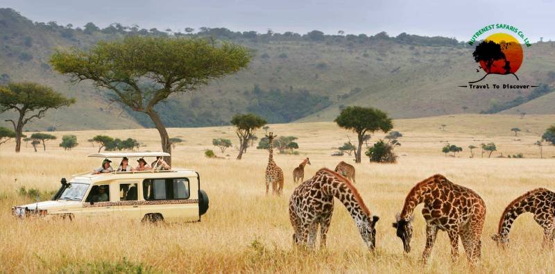 Uganda safaris