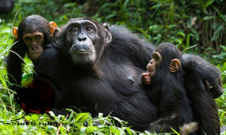 Chimpanzee Trekking