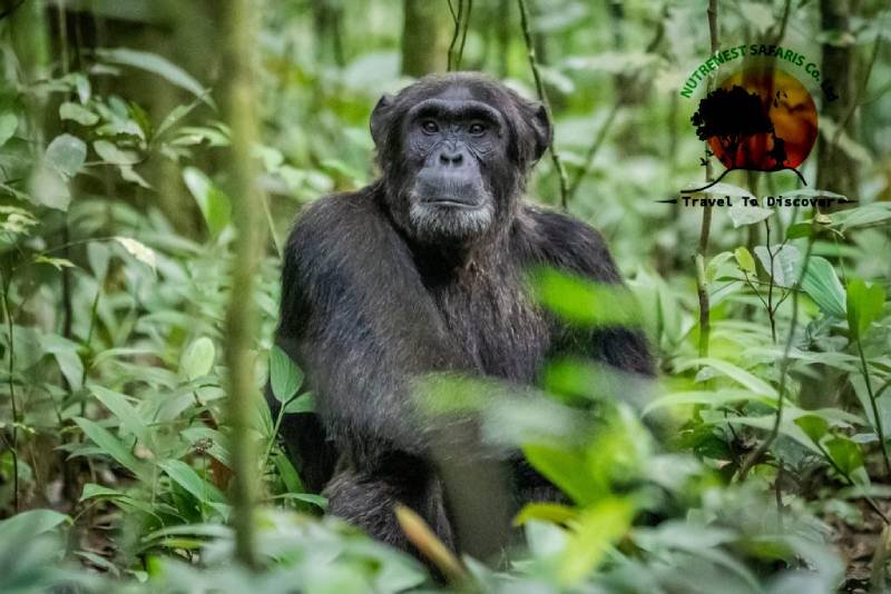 Gorilla Trekking Adventures