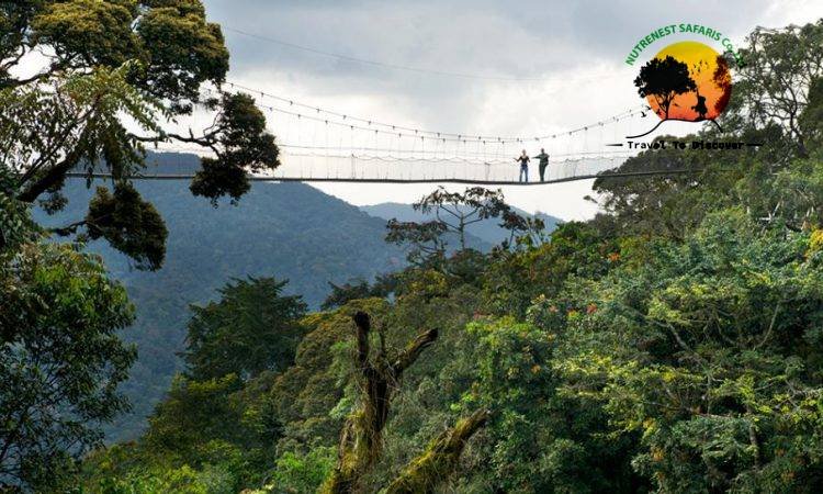 Nyungwe Forest National Park