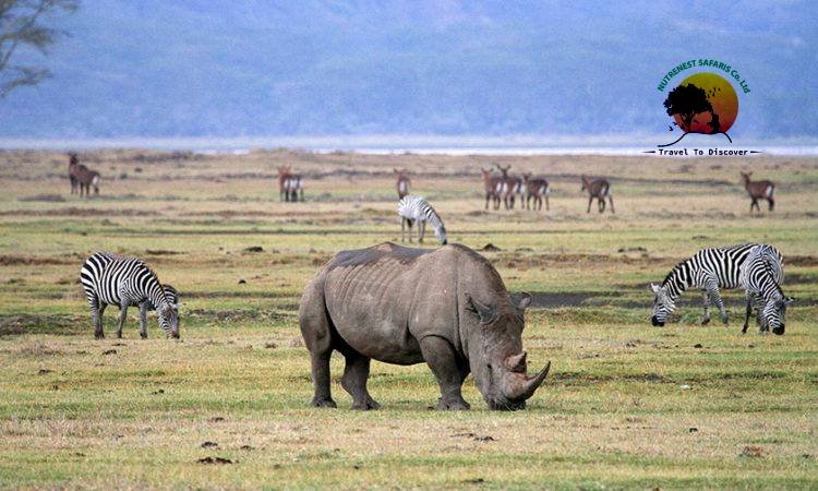 Safari in the Ngorongoro crater