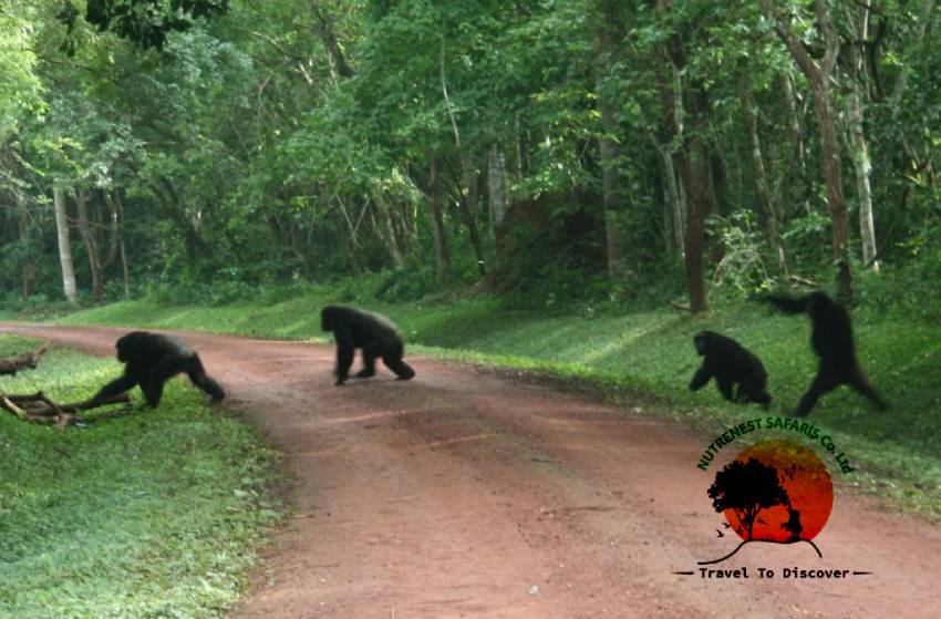 Budongo Forest in Uganda