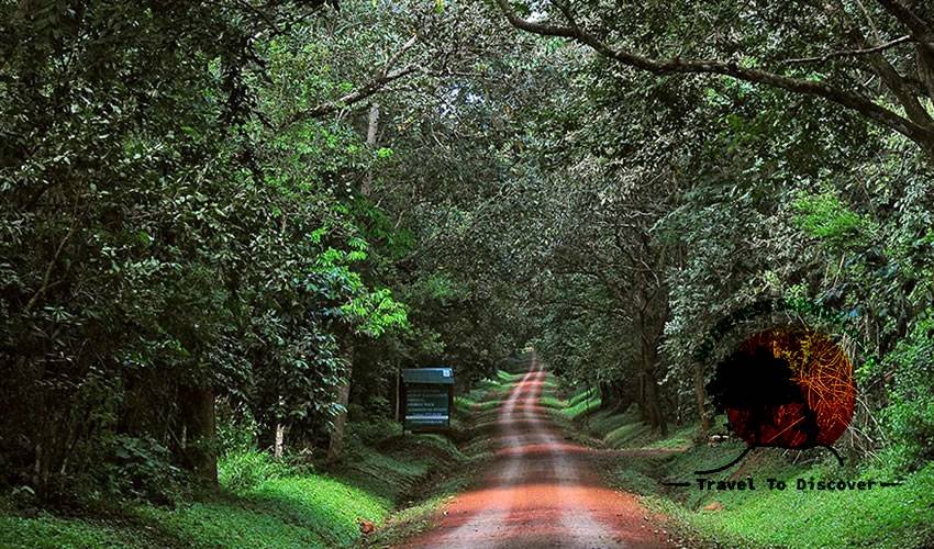 Budongo Forest