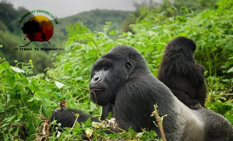 Rwanda Gorilla Safari Tour