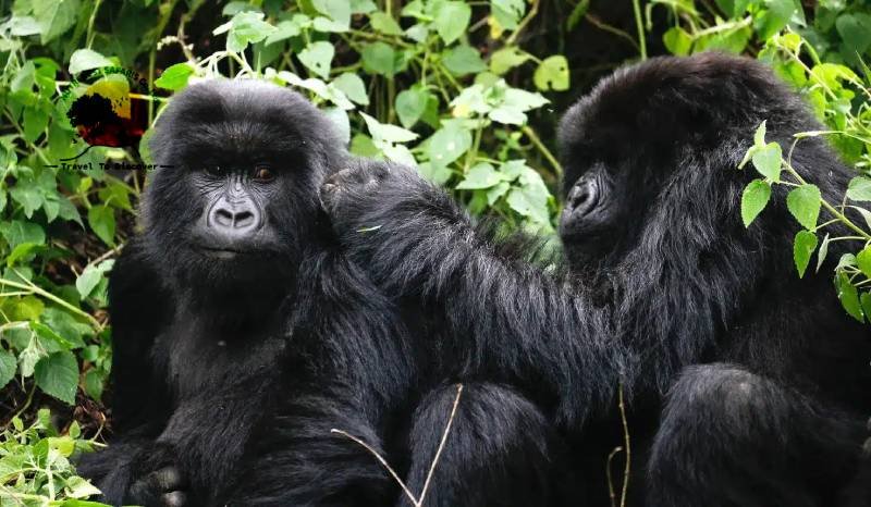 Rwanda Gorilla Safari Tour